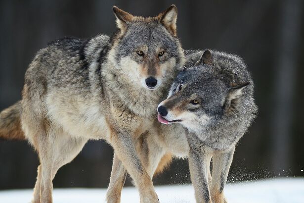 Kraj vydal nový dokument, který rozšíří území, kde bude za konkrétních podmínek možný odstřel vlků