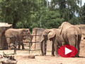 Zoo ve Dvoře láká na Afriku jako na dlani